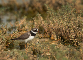 Portrait of a Common ringed plover at Hamala, Bahrain