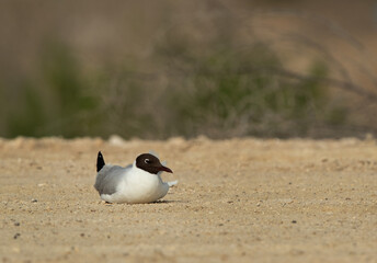 Black-headed gull resting on ground  at Hamala, Bahrain