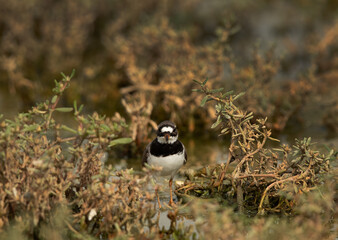 Common ringed plover at Hamala, Bahrain