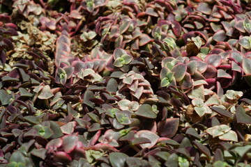 red  Cactus  petals background