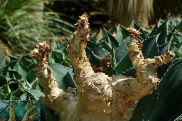 Pachypodium rosulatum subsp