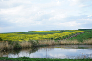 Scenic rural landscape with yellow rape, rapeseed or canola field. Rapeseed field, Blooming canola flowers.