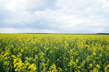 Obraz premium Blooming canola field. Rape on the field in summer. Flowering rapeseed with blue sky and clouds.