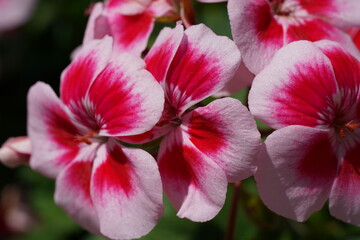 Zonal Geranium、Garden Geranium、Fish Geranium、Horseshoe Geranium
