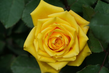 yellow rose on green background