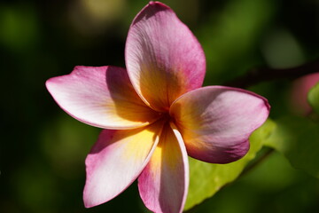 Plumeria rubra