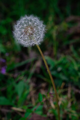 Dandelion in the rain forest on grass