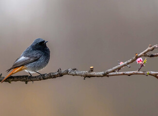 A close-up with a Phoenicurus ochruros bird on a branch
