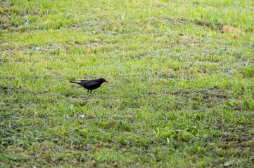 A male blackbird caught a worm in the grass.