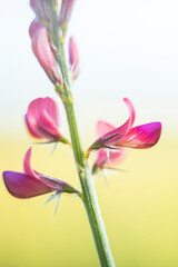 Fototapeta na wymiar Close up of flower panicle of sainfoin on edge of meadow with soft out of focus background and shallow depth of field