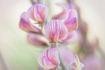 Close up of flower panicle of sainfoin on edge of meadow with soft out of focus background and...