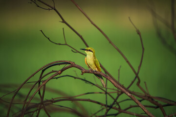 Green Bee-Eater birds perched on a branch.