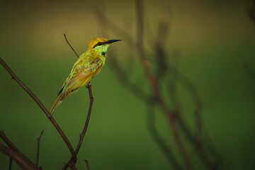 Green Bee-Eater birds perched on a branch.