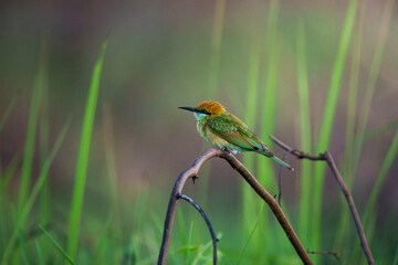Green Bee-Eater, Little Green bee-eater