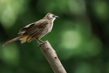 Yellow-vented Bulbul, Pycnonotus goiavier