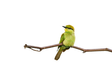 Little Green bee-eater
