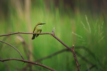 Little Green bee-eater