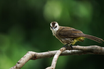 Yellow-vented Bulbul, Pycnonotus goiavier