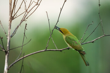 Green Bee-Eater, Little Green bee-eater, Merops Orientalis