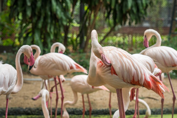 Flamingos in the zoo
