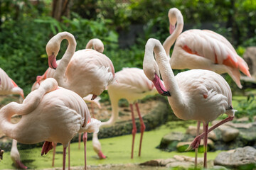 Flamingos in the zoo