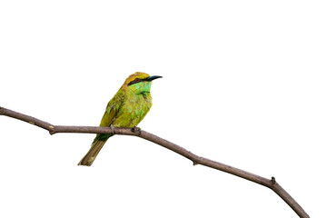 Little Green bee-eater