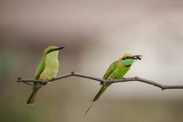 Little Green bee-eater