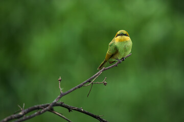 Green Bee-Eater, Little Green bee-eater, Merops Orientalis