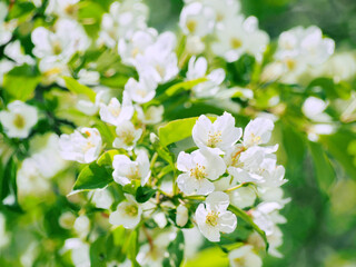 ズミの木の花