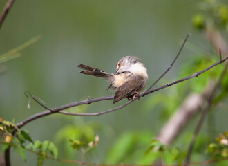 Plain Prinia bird sitting on a tree branch