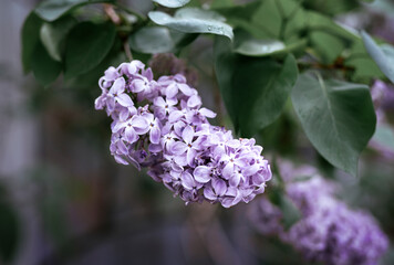 Flowering branch of lilac against the background of green leaves. Floral background. High quality photo