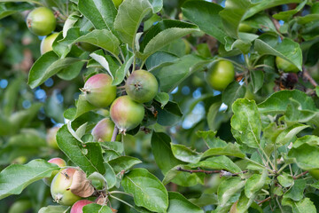 Green unripe apples on the branches of a tree in the garden.