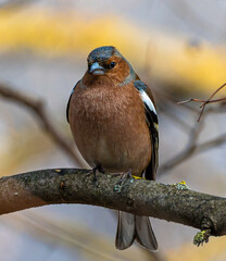 A close-up of a Fringilla Coelebs bird on a branch