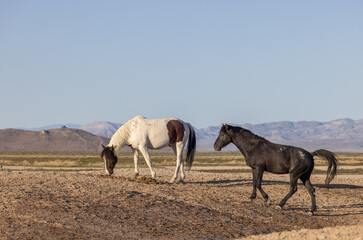 Fototapeta na wymiar Wild Horse Stallions in Spring in the Utah Desert