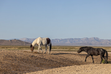Wild Horse Stallions in Spring in the Utah Desert