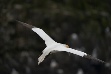 Gannet (Morus bassanus) coming in to land at a gannet colony on Great Saltee Island off the coast...