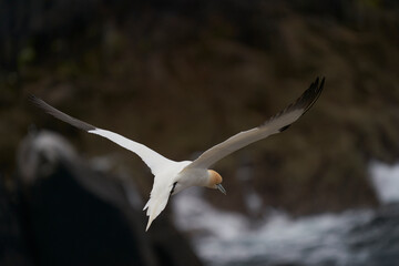 Gannet (Morus bassanus) coming in to land at a gannet colony on Great Saltee Island off the coast of Ireland.