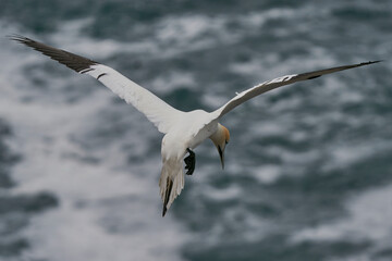 Gannet (Morus bassanus) coming in to land at a gannet colony on Great Saltee Island off the coast of Ireland.