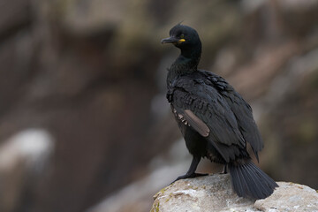 Shag (Gulosus aristotelis) standing on rocks on Great Saltee Island off the coast of Ireland.
