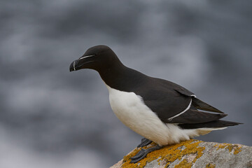 Razorbill (Alca torda) on a cliff on Great Saltee Island off the coast of Ireland.