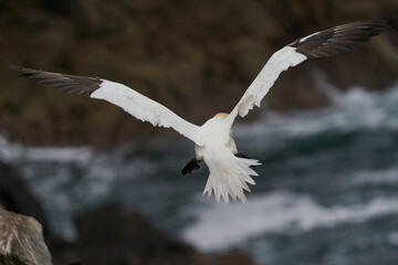 Gannet (Morus bassanus) coming in to land at a gannet colony on Great Saltee Island off the coast of Ireland.
