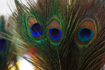 Close up beautiful Peacock feather