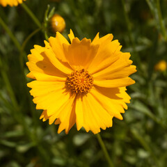 fleur jaune de coréopsys vue de dessus