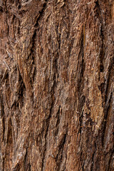 Bark of cedar tree texture background,dry tree texture,Texture Of Wood 
