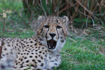 Cheetah Saying "ahhhhhh"