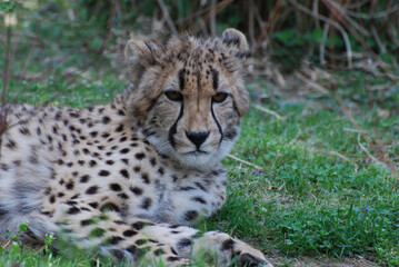 Naklejka na ściany i meble Distinctive Markings on the Face of a Cheetah