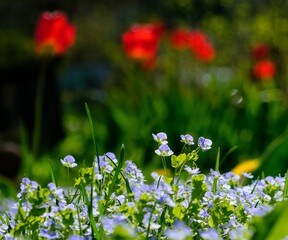 tulip and forget-me-not flowers in the park. Selective focus.
