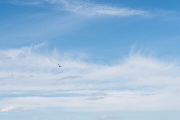 oiseau en vol , ciel bleu avec nuage