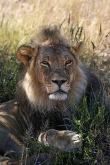 Male Lion in the Kgalagadi