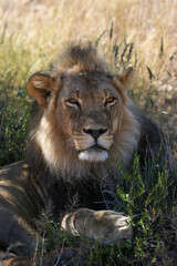Male Lion in the Kgalagadi